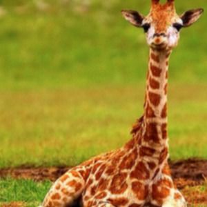 Meet your Posher, Christian